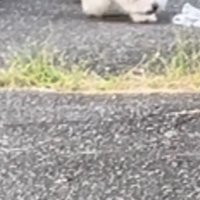 男性のハンカチに顔を近づける犬