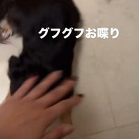 グフグフおしゃべり