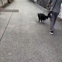 おじさんとお散歩中のルナちゃん3