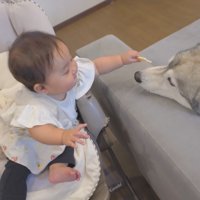 犬に持っているおやつを近づける赤ちゃん