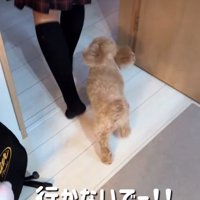 追いかける犬2