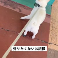 どうしても戻りたい銀くん