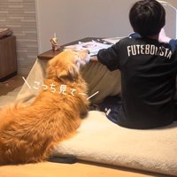 至近距離で見つめる犬