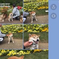 柴犬