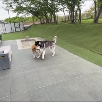 ドッグランに大満足