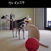 猫に優しく顔を寄せる犬