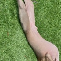 しなやか
