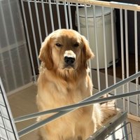 ケージに入れられてご不満顔