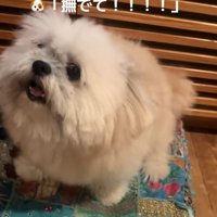 撫でてほしいるるちゃん