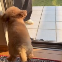 客を見つけた小型犬