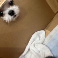 ダンボールの穴から覗く小型犬