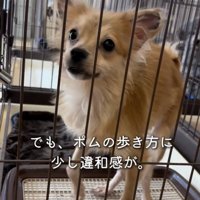 ケージ越しに見つめる犬