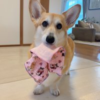 お届け