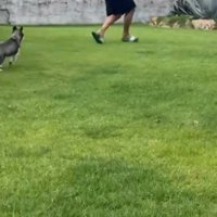庭で追いかけっこ！？