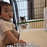 柵のそばで子犬を見る赤ちゃん