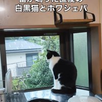 雷が鳴った時のリリーちゃん＆タンタンちゃん