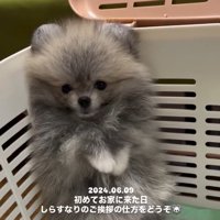 挨拶したしらすちゃん