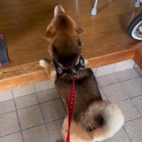 ヒコーキ耳で大喜び♡