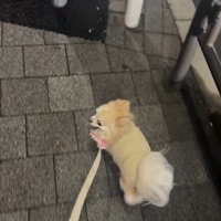 お迎えに来てくれたプティちゃん⑩