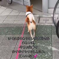 今日も交番に寄ってみよう