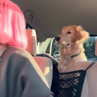 振り返る大型犬