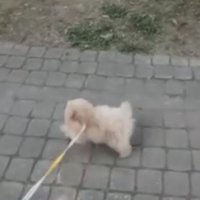 公園を進む犬
