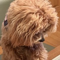 下を向いている犬