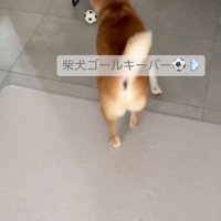 屋内でボール遊びをする柴犬