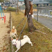 木にぶつかってしまうことも…