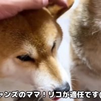 柴犬の女の子リコちゃん