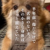 床に座ってカメラを見つめる犬