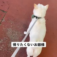 立ち尽くす銀くん