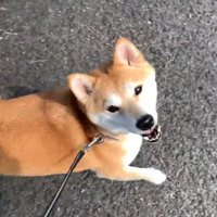 「早く帰ろう！」