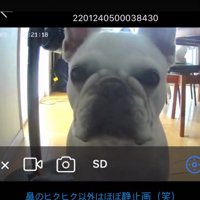 見つめる犬3