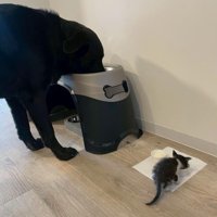 キングくんと子猫9