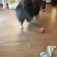 家の中で女性に駆け寄る秋田犬