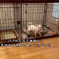 ケージの中のソラくん