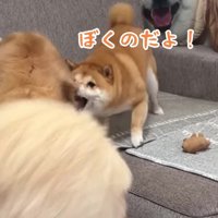 「これは僕のおもちゃ！」