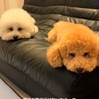 散歩に行けず拗ねる小型犬達