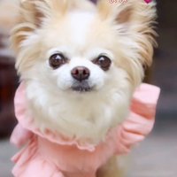 カメラ目線のチワワ