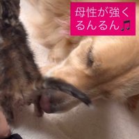 子猫の毛づくろいもお手の物