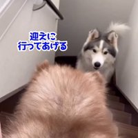赤ちゃん犬を迎えに行く兄犬