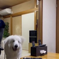 飼い主さんに突進中