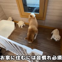 3匹ともビビっています！