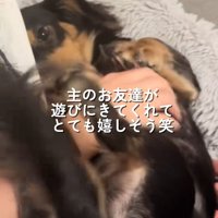 飼い主の友人に甘える小型犬
