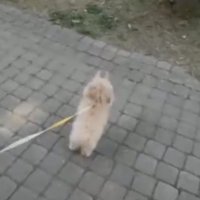 前足を上げる犬