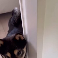 モカちゃんとママさんの再会3