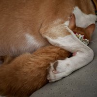 いさきちゃんとみぞれちゃん