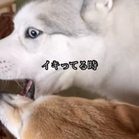 同居犬と顔を寄せ合う犬