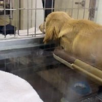 ペットショップに通い詰めた